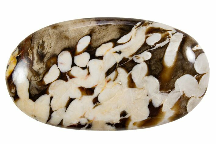 Polished Petrified Peanut Wood - Australia #341900